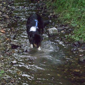 jack am14.08.12 029http://www.aussie.de/forum/album.php?albumid=368&attachmentid=7373