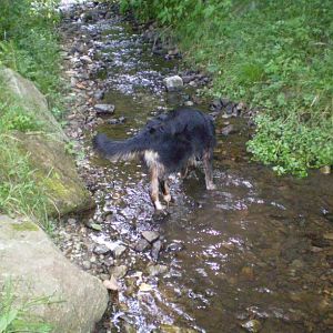 jack am14.08.12 026http://www.aussie.de/forum/album.php?albumid=368&attachmentid=7374