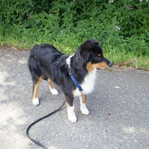 jack am14.08.12 003http://www.aussie.de/forum/album.php?albumid=368&attachmentid=7376