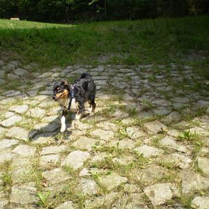 jack am14.08.12 019http://www.aussie.de/forum/album.php?albumid=368&attachmentid=7377