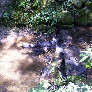 jack am14.08.12 004http://www.aussie.de/forum/album.php?albumid=368&attachmentid=7378