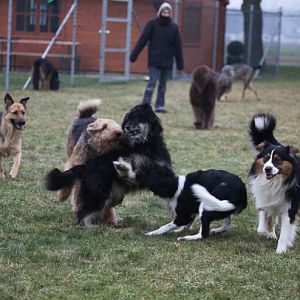 Hundetreff Kiekutsee 29 01 12 105