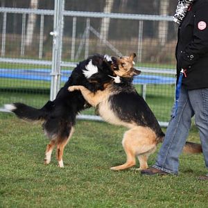 Hundetreff 11 12 2011 75