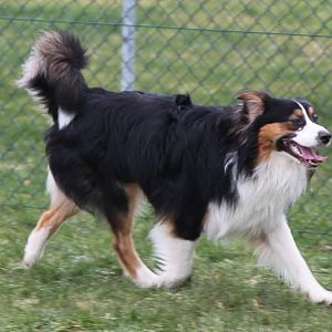 Hundetreff Kiekutsee 29 01 12 43