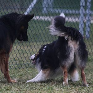 Hundetreff Kiekutsee 29 01 12 97