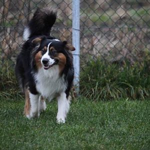 Hundetreff 28 12 2011 21