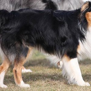 Hundetreff Kiekutsee 4 3 12 83