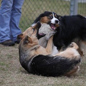 Hundetreff Kiekutsee 11 3 12 107