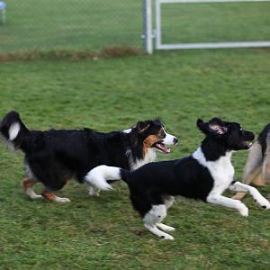 Hundetreff 11 12 2011 51