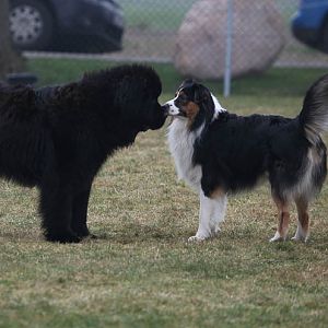 Hundetreff Kiekutsee 29 01 12 103