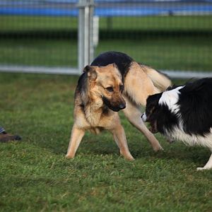 Hundetreff 11 12 2011 05