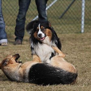 Hundetreff Kiekutsee 4 3 12 20