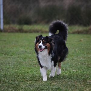 Hundetreff 28 12 2011 26