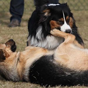 Hundetreff Kiekutsee 4 3 12 19