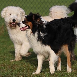 Hundetreff 11 12 2011 91