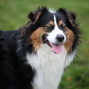 Hundetreff 27 11 2011 31