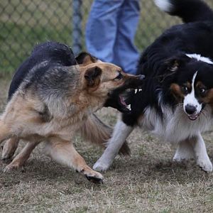 Hundetreff Kiekutsee 11 3 12 110