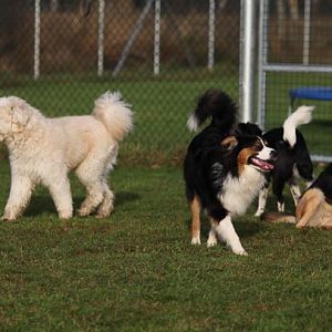 Hundetreff 11 12 2011 92