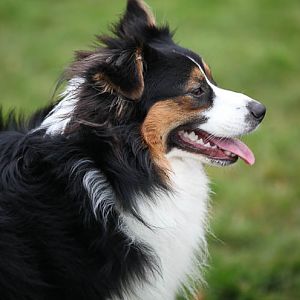 Hundetreff 27 11 2011 29