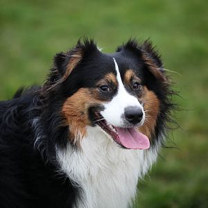 Hundetreff 27 11 2011 30