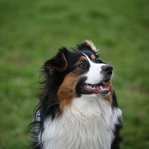 Hundetreff 27 11 2011 83