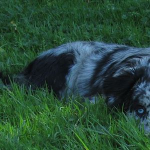 wenn ich mich ganz tief ins Gras lege wirds ganz bestimmt kühler ;)