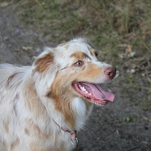 die hübsche Peach