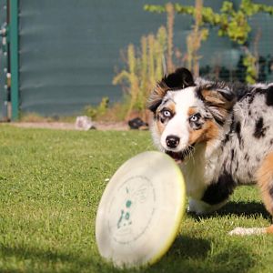 Attackee, bevor es weiter rollert ^^