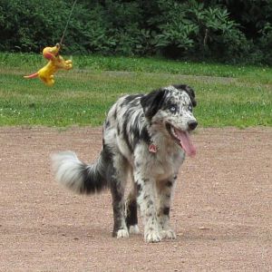 bei Frauchen auf Komando zum Hundjagen erfragen