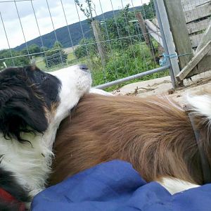 Mittagsschlaf am Stall