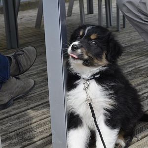 DSC2259http://www.aussie.de/forum/album.php?albumid=1127&attachmentid=71079