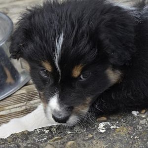 DSC2216http://www.aussie.de/forum/album.php?albumid=1127&attachmentid=71081