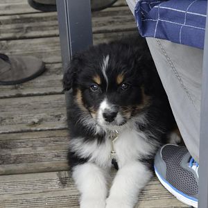 DSC2206http://www.aussie.de/forum/album.php?albumid=1127&attachmentid=71082