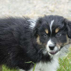 DSC2184http://www.aussie.de/forum/album.php?albumid=1127&attachmentid=71083