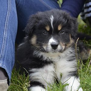 DSC2147http://www.aussie.de/forum/album.php?albumid=1127&attachmentid=71084