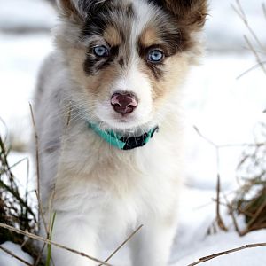 im Schnee mit 10 Wochen