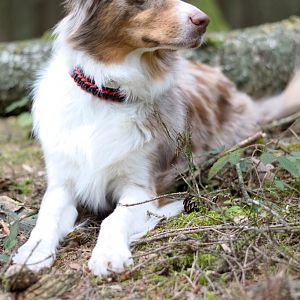 Waldspaziergang