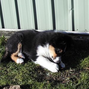 DSCI0042http://www.aussie.de/forum/album.php?albumid=1156&attachmentid=74023