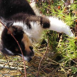 DSCI0058http://www.aussie.de/forum/album.php?albumid=1156&attachmentid=74024