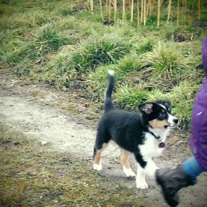 DSCI0130http://www.aussie.de/forum/album.php?albumid=1156&attachmentid=74025