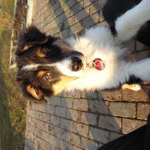 DSCI0269http://www.aussie.de/forum/album.php?albumid=1156&attachmentid=74026