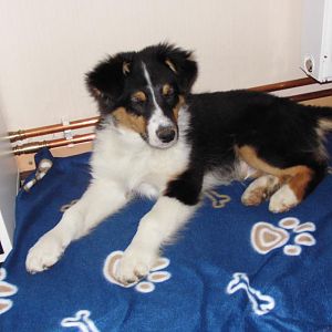 DSCI0317http://www.aussie.de/forum/album.php?albumid=1156&attachmentid=74027