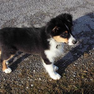 DSCI0290http://www.aussie.de/forum/album.php?albumid=1156&attachmentid=74028