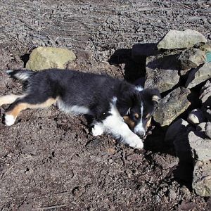 DSCI0323http://www.aussie.de/forum/album.php?albumid=1156&attachmentid=74029