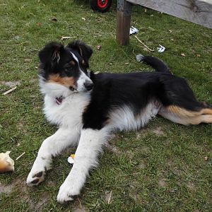 DSCI0435http://www.aussie.de/forum/album.php?albumid=1156&attachmentid=74030