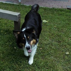 DSCI0617http://www.aussie.de/forum/album.php?albumid=1156&attachmentid=74033