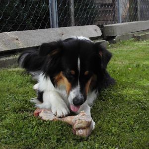 DSCI0686http://www.aussie.de/forum/album.php?albumid=1156&attachmentid=74034