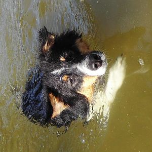 DSCI0753http://www.aussie.de/forum/album.php?albumid=1156&attachmentid=74035