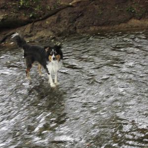 DSCI1075http://www.aussie.de/forum/album.php?albumid=1156&attachmentid=74036