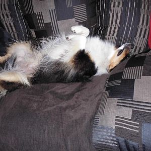 DSCI1197http://www.aussie.de/forum/album.php?albumid=1156&attachmentid=74037